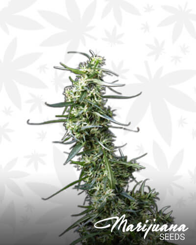 Green Thai