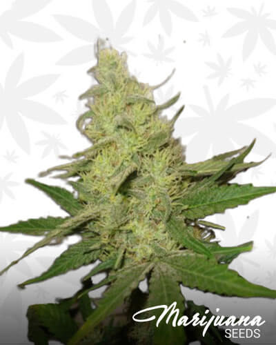 Greenhouse White Widow