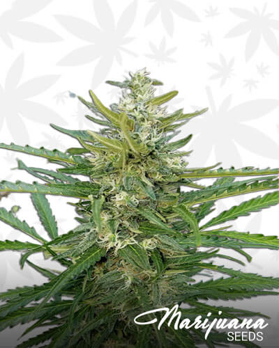 Grizzly Kush