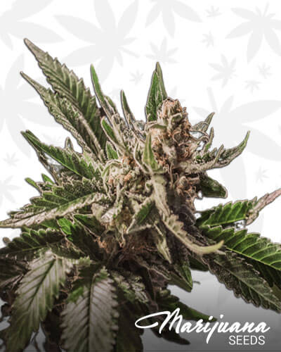 Grizzly Purple Kush