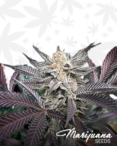 Guard Dawg x Star Dawg