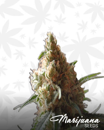 Guatemala Pot