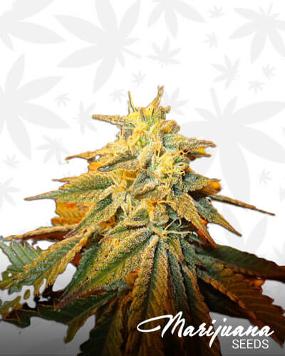Guava 13