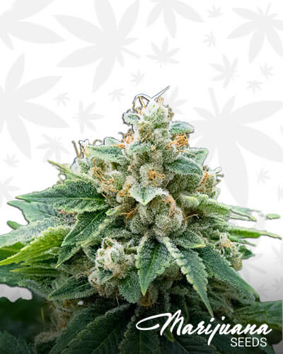 Guava D Aka Guava Dawg