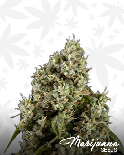 Guayita Aka Guava Berry Kush