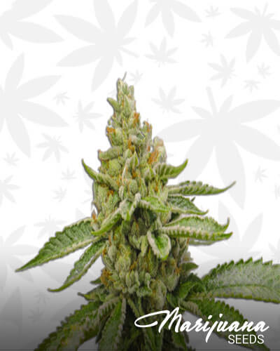 Guelah OG