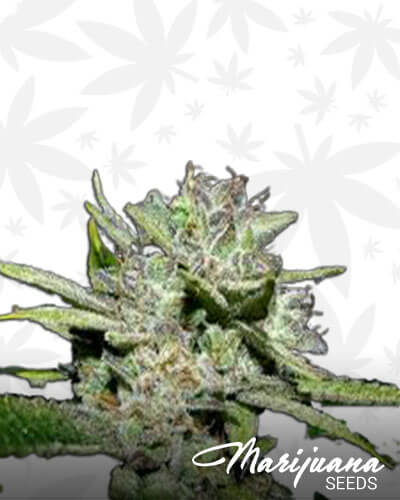 Guerrilla Kush