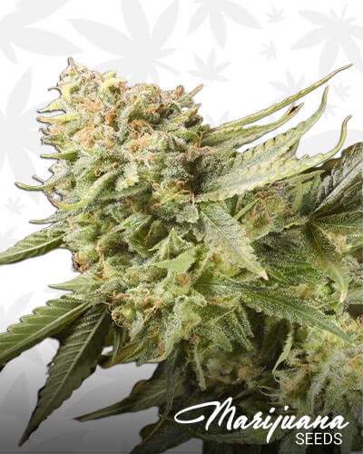 Gummy Bear OG
