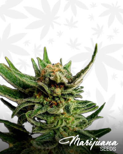Gypsy OG