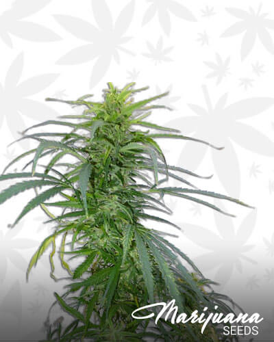 HDP