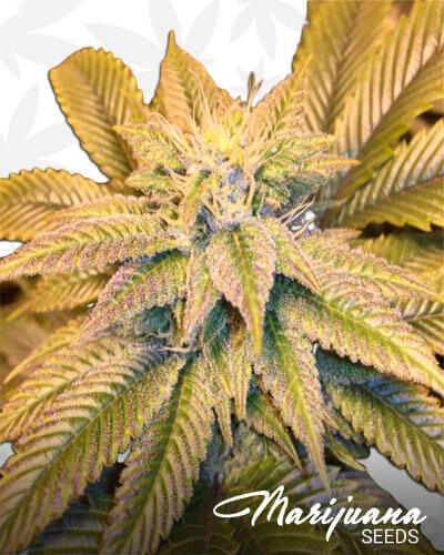 HI Presidential OG 45