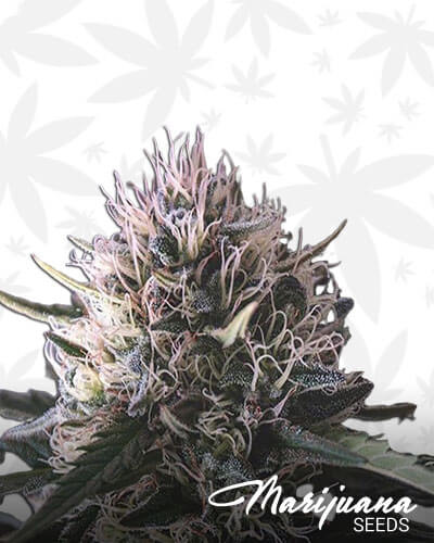 HI Presidential OG