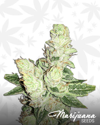 HP13 Aka HP 13 Hashplant 13
