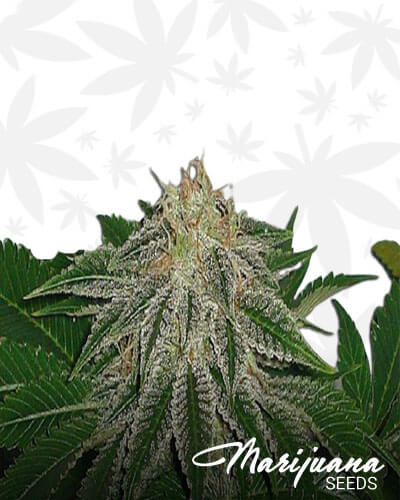 Happy Brother X Chemdog D IX1 Aka Happy Chem