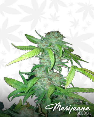 Happy Kush