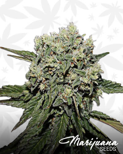 Hard Diesel