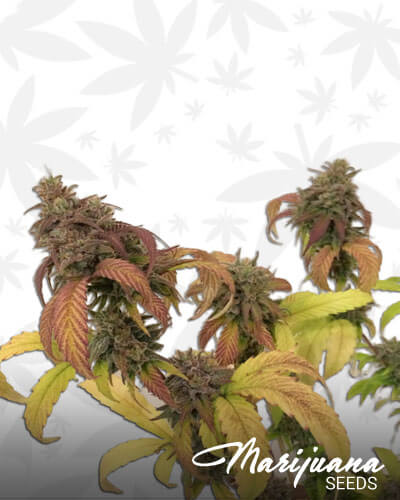 Harlequin x Super Sour Diesel