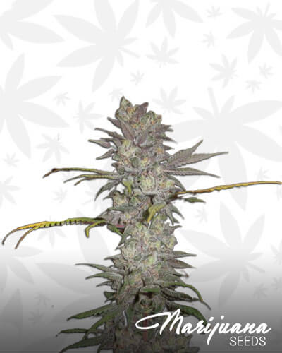 Hash Berry