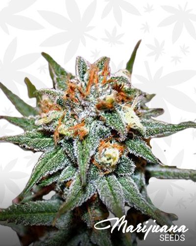 Hash Bomb