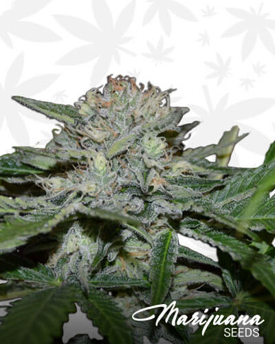 Hash Fruit