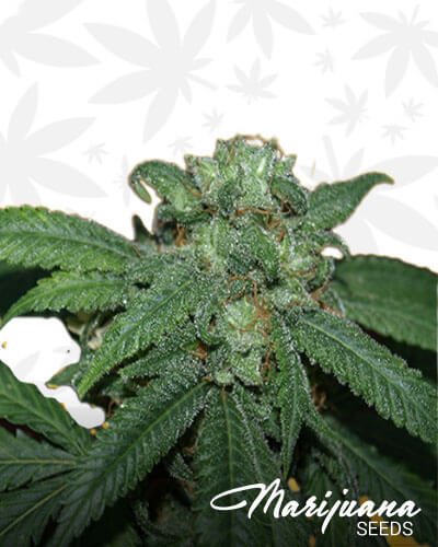Hash Lover