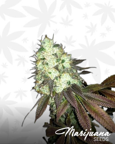 Hash Mask