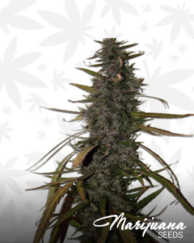 Hash Passion
