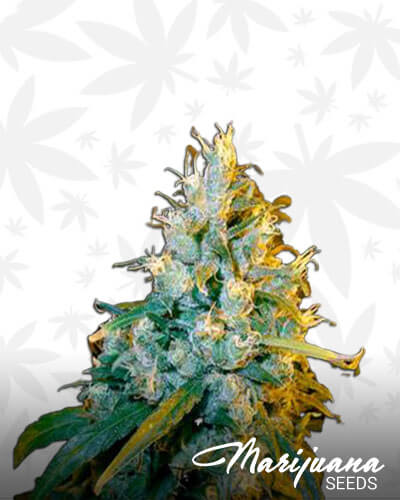 Hash Plant Northern Lights 1 F 1 Hybrid