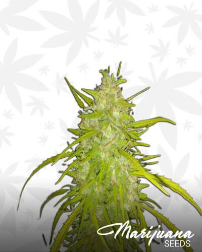 Hash Star
