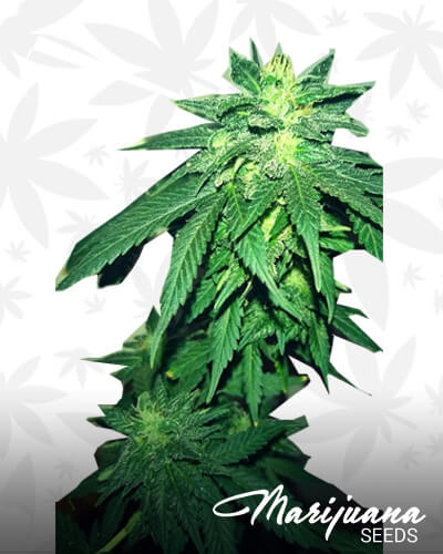 HashBrick 1
