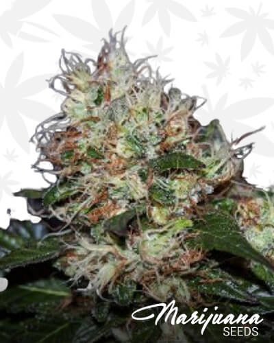 HashStar 3