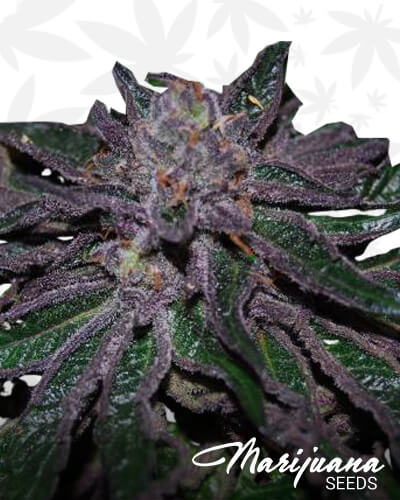 Hashgirl 1