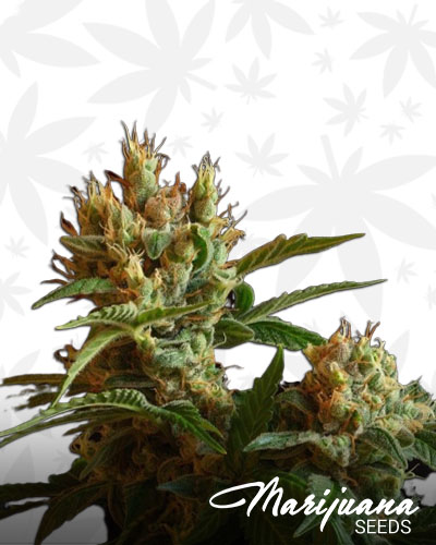 Hashish Plant