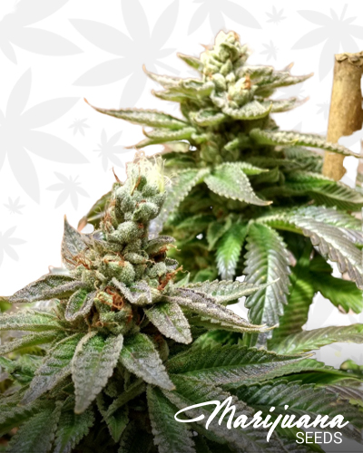Hashmaster