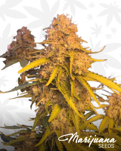 Hashplant 2