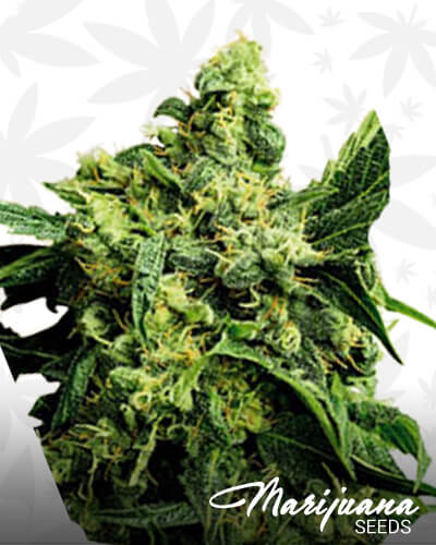 Hashplant G13 x Vintage 2006 1