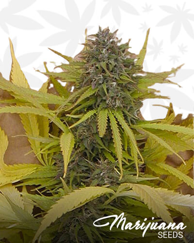 Hashplant Pearls 1