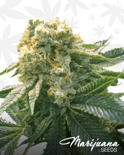 Hashplant OG 2