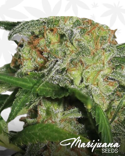 Hass Plant G 13 1