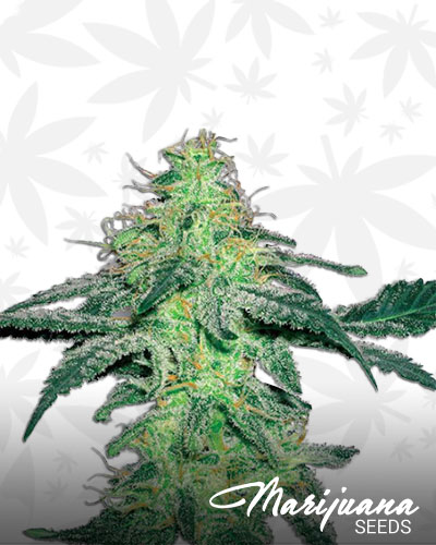 Hawaii x Skunk 1