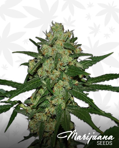 Hawaiian Afghan