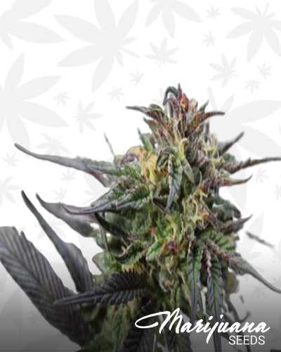Hawaiian Berry