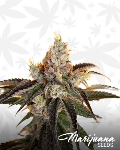 Hawaiian Fantasy