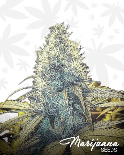 Hawaiian Frostbite