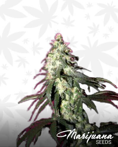 Hawaiian Honey Purple