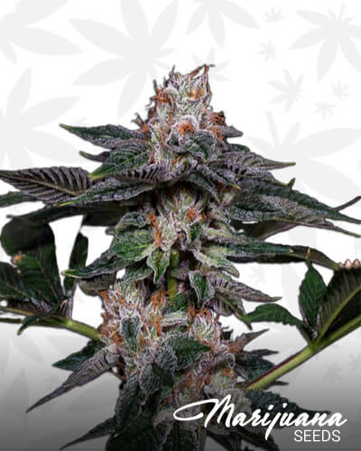Hawaiian Ice