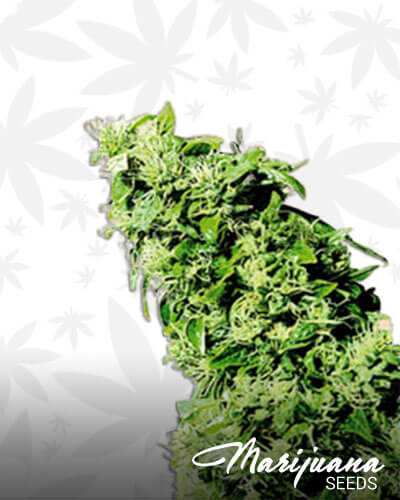 Hawaiian Indica