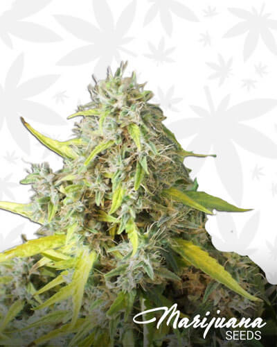 Hawaiian Sativa x BC Big Bud