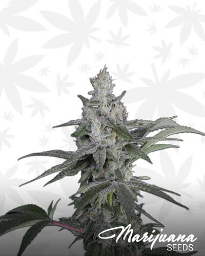 Hawaiian Skunk x Romulan