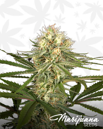 Hawaiian Snow x Amnesia x Dosidos